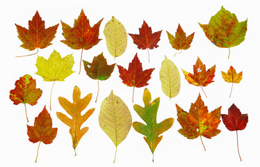 colorful autumn leaves isolated on white background