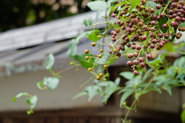 日本庭園の秋の植物