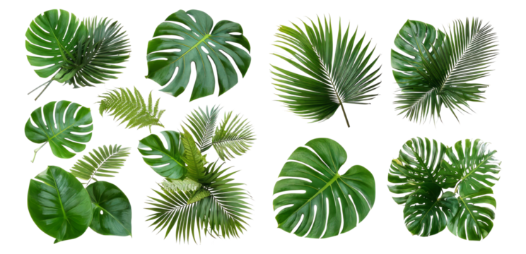 Collection of Diverse Tropical Leaves on White Background for Design, Isolated on Transparent, white background