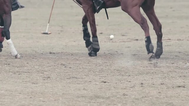 Horse polo closeup. Hitting ball with polo stick.