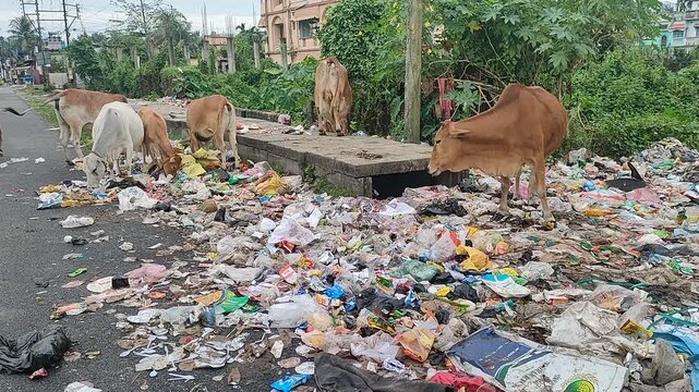 video clip  of cattle feeding themselves from left over garbage byproducts in the streetside depicting disrupted food chain in India