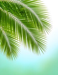 Palm fronds on light background