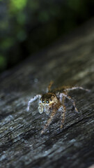 Alert and curious small hairy jumping spider on wooden surface in nature. macro close up shot capturing intricate detail of its multiple large eyes and furry body