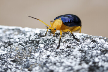 Tiny yellow and blue beetle with shiny carapace on rough rock. Macro photography of colorful insect exploring its natural outdoor habitat, showing intricate detail and texture