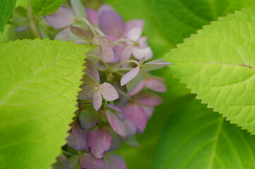 秋紫陽花と葉