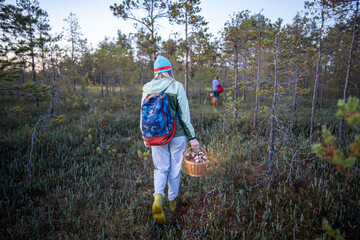 Women backpackers walking through autumn forest collecting mushrooms into wicker basket rearview. Traveling hobby in woods, trail journey, fungi foraging season, female autumn nature exploration