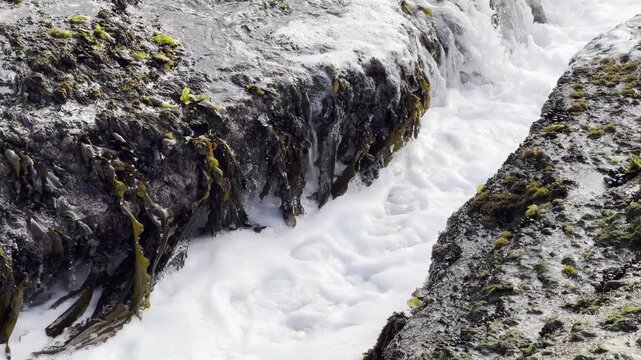 Alaria marginata (Winged Kelp) activity in shallow canal as tidal foam comes in.
