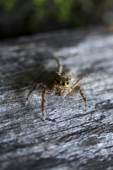 Curious brown jumping spider on gray weathered wood. Small arachnid with many eyes looking forward. Macro close up photography in natural outdoor environment with green background