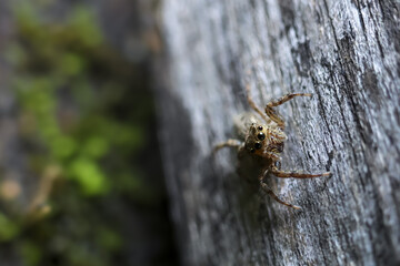 Curious brown jumping spider in close up macro view on textured wood. small animal from wild nature shows detailed features, tiny arachnid in its natural habitat