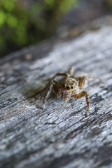Alert brown jumping spider on gray weathered wooden surface. This macro wildlife photo captures tiny arachnid with its many eyes looking forward with curious expression