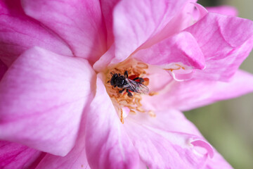 Macro detail of delicate pink flower bloom. small bee covered in yellow pollen collects nectar from center of vibrant rose petal, showing nature beautiful life