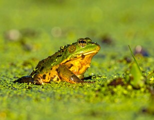 Obraz premium Frog swims in duckweed