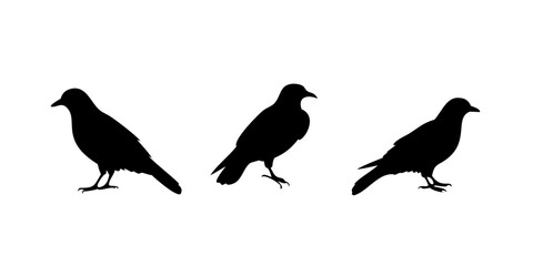 Obraz premium Set of black bird silhouettes. Vector elements for design. 