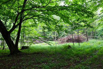 Obraz premium A bright clearing is covered with vivid green grass and ferns, surrounded by tall trees with dense foliage. The woodland thicket casts a shadow in the foreground, highlighting the natural contrast and