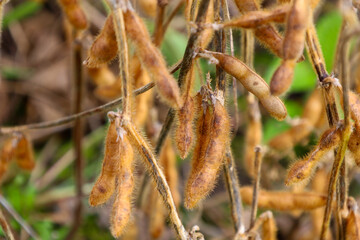 Numerous hairy, dry, brown pods of soybeans are tightly clustered on the stalks during harvest time. The sharp close-up emphasizes the texture of the fuzzy beans, creating a visual focus on the agricu