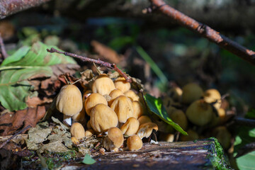 A dense cluster of small mushrooms with light brown caps grows on mossy wood amidst the forest...
