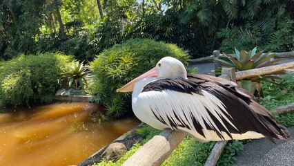 Australian Pelican Resting on Wooden Railing Outdoors