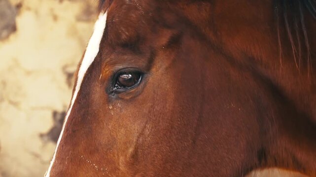 Closeup shot of horse. Horse with saddle for polo game.