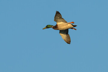 Obraz premium Male mallard duck in flight.