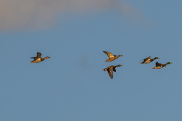 Flock of mallard ducks in flight.