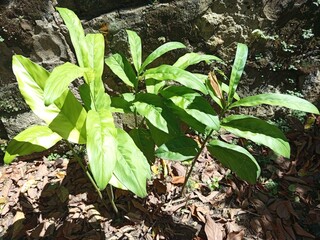 green plant in the garden