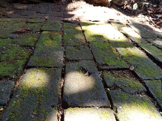 old road in the forest