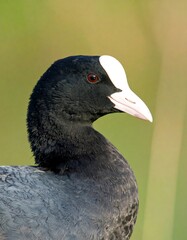 Profile of a black coot with a white face shield