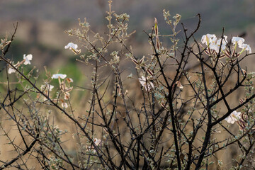 Fleurs sauvages au printemps en Namibie