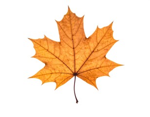 Fototapeta premium Autumn maple leaf