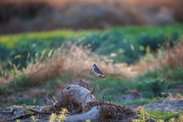 Moineau du Cap perché sur un rocher au lever du jour