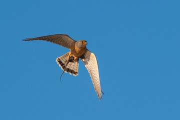 Faucon en vol sa proie (un agame des rochers) entre ses serres