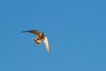 Faucon en vol sa proie (un agame des rochers) entre ses serres