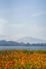 korea, 여행, 가을, 꽃, 가을정취, 남한강