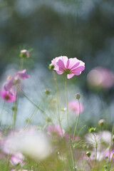 korea, 여행, 가을, 꽃, 가을정취, 남한강