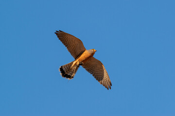 Faucon en vol sa proie (un agame des rochers) entre ses serres