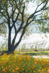 korea, 여행, 가을, 꽃, 가을정취, 남한강