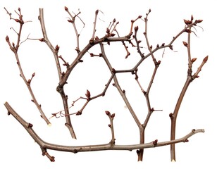 Fototapeta premium Dried branches against white