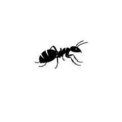 Ant Silhouette