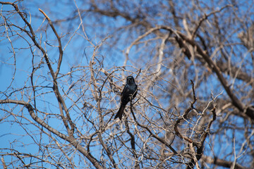 Mésange noire perchée sur une branche