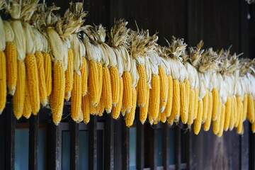Golden yellow corn cobs hanging in rows to dry, traditional method of food preservation, rustic and agricultural background, natural texture and organic farming concept.