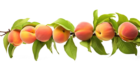 A row of ripe peaches on a white background with green leaves.