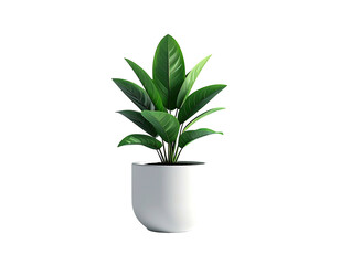 Lush green plant in a clean white pot, isolated on a stark black background