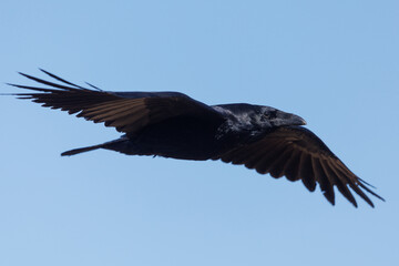 Common Raven flying over the open space in Suisun City, California.