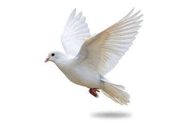 Obraz premium White Dove in Flight, Symbol of Peace.