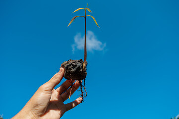 Hand holding a germinated mango seed with roots and sprout against blue sky background, symbol of...