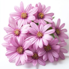 Obraz premium A bouquet of pink daisies, isolate on white background.