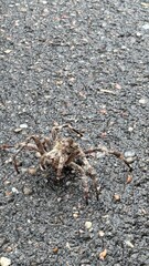 a wolf spider, characterized by its large eyes, powerful jaws, and dark coloration. It belongs to the Lycosidae family, known for their active hunting behavior. These spiders don't build webs but chas