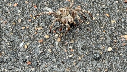 a wolf spider, characterized by its large eyes, powerful jaws, and dark coloration. It belongs to the Lycosidae family, known for their active hunting behavior. These spiders don't build webs but chas
