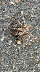 a wolf spider, characterized by its large eyes, powerful jaws, and dark coloration. It belongs to the Lycosidae family, known for their active hunting behavior. These spiders don't build webs but chas