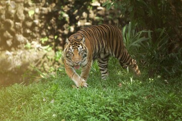 A sumatran tiger is seen wandering in the bushes while staring ahead.